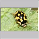 Propylea quatuordecimpunctata - Schwarzgefleckter Marienkaefer 04.jpg